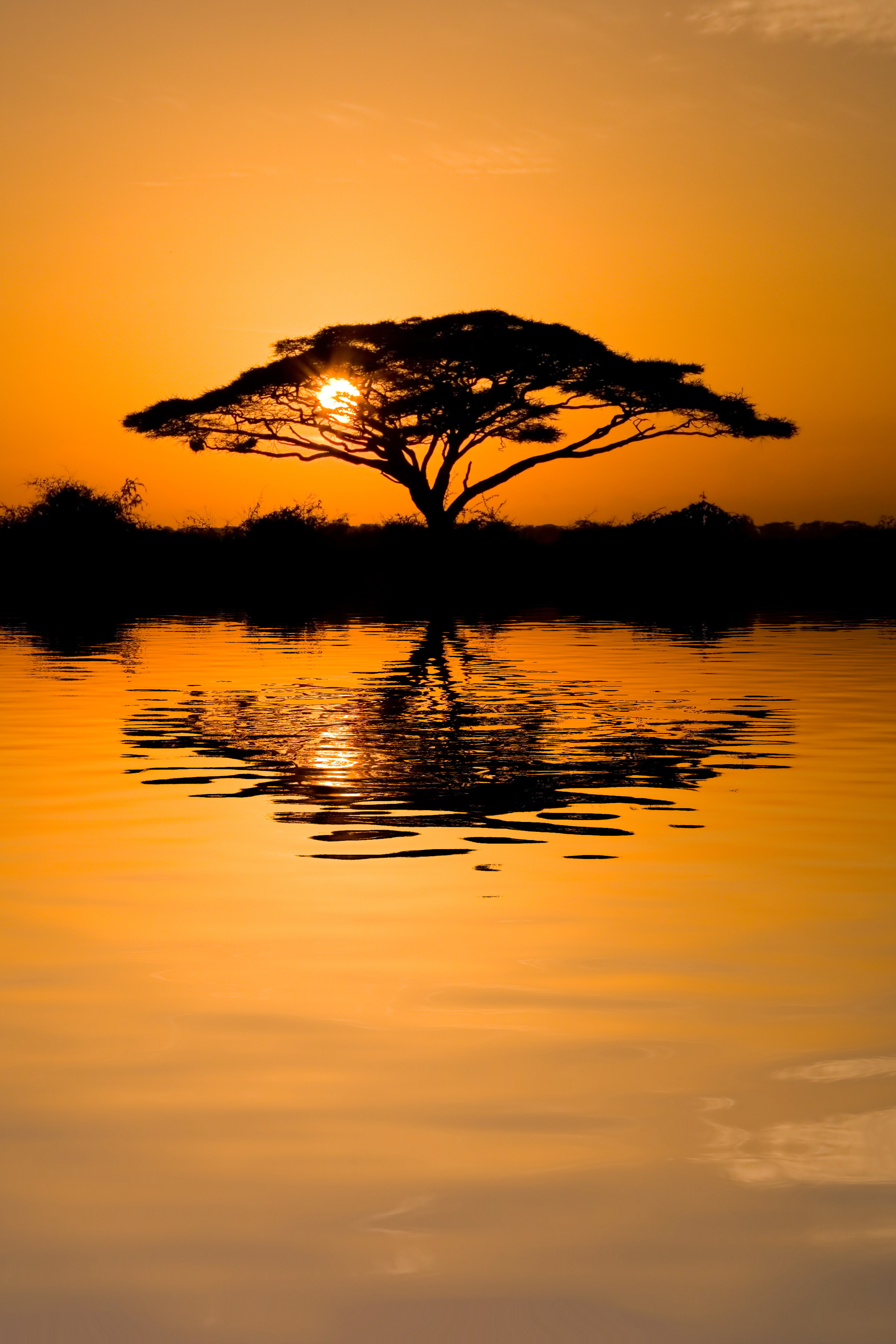 Sunset tree