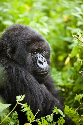 Gorilla