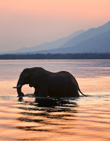 Elephant swimming